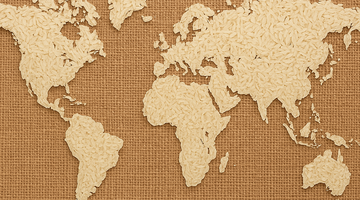 Riso nel mondo: una coltivazione globale di un chicco universale
