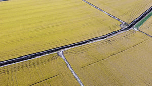 Riso: tendenze e previsioni di mercato