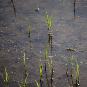 Varietà di riso nel mondo e la Banca del Seme