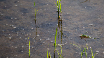 Varietà di riso nel mondo e la Banca del Seme