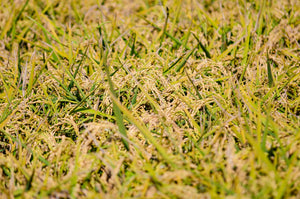 Perchè scegliere il riso laBalocchina