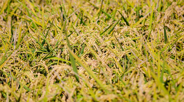 Perchè scegliere il riso laBalocchina