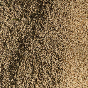 La lavorazione del riso: dal chicco alla tavola