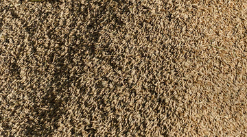 La lavorazione del riso: dal chicco alla tavola