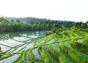 Il riso: un viaggio dalle pendici dell’Himalaya fino alle nostre tavole