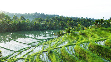 Il riso: un viaggio dalle pendici dell’Himalaya fino alle nostre tavole