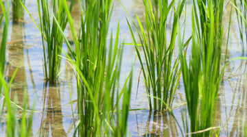 La pianta del Riso: un viaggio tra scienza, storia e futuro dell'alimentazione